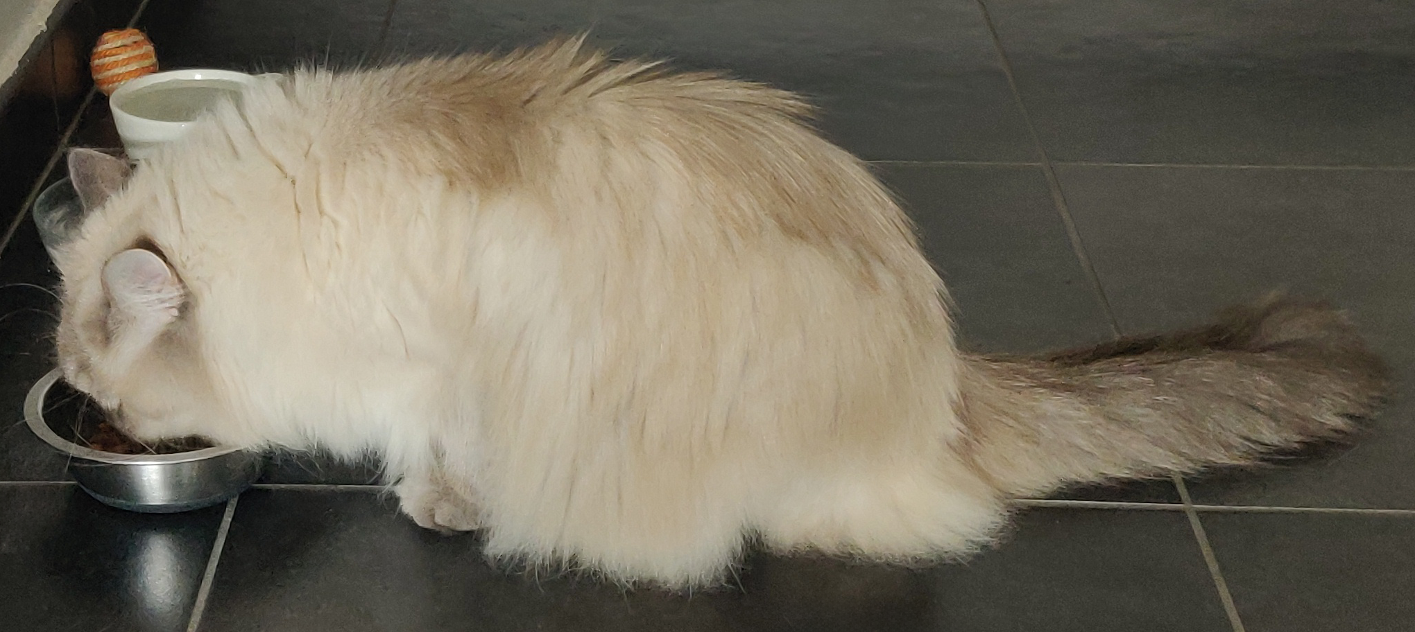 Chat mangeant dans sa gamelle